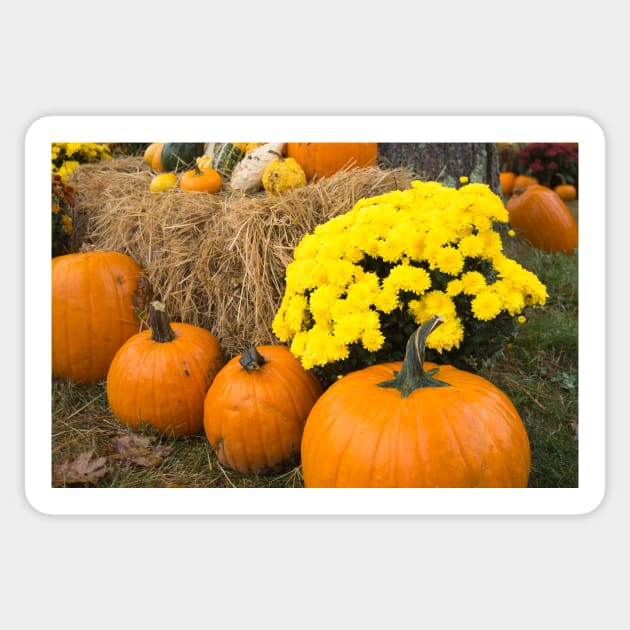 pumpkins in the hay Sticker by sma1050